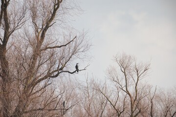 In a quiet winter afternoon, a majestic bird stands proudly on a bare tree branch, surrounded by skeletal trees. The cloudy sky adds to the peaceful atmosphere of the landscape