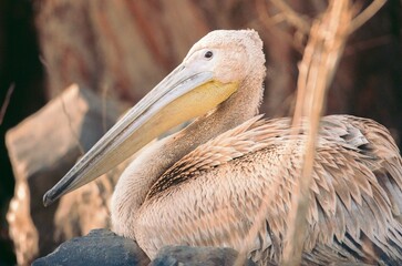 A majestic pelican calmly perches on sunlit rocks, showcasing its graceful feathers and long bill. The tranquil atmosphere reflects a perfect blend of nature's beauty and wildlife