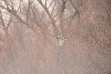 A lone bird soars gracefully above a tranquil forest shrouded in mist, reflecting soft hues of morning light while embodying the peace of nature's embrace