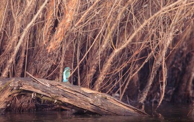 A vivid kingfisher stands on an old log, surrounded by intricate roots. The tranquil atmosphere at dusk highlights the stunning colors and serene nature of the setting