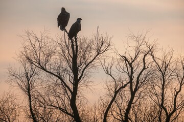 Two majestic birds stand tall on the gnarled branches of a leafless tree, silhouetted against a colorful dusk sky. The tranquility of evening envelops the scene, enhancing nature’s beauty