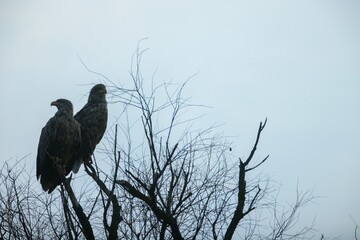 Two powerful eagles stand gracefully on a skeletal tree branch, silhouetted against a misty gray sky. The stark environment enhances their regal presence at twilight