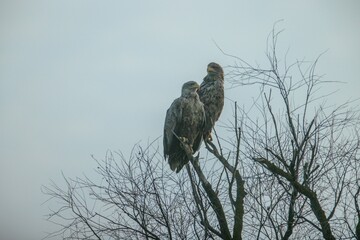 Two majestic eagles sit gracefully atop a leafless tree, silhouetted against a soft, foggy morning sky near a serene lake. Their watchful eyes scan the landscape below