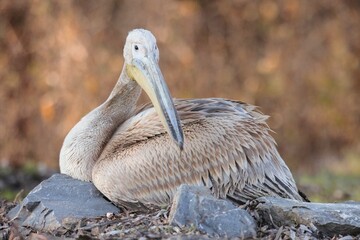 A pelican lounges on a bed of rocks, feathers softly ruffled as it basks in the warm evening light. The tranquil environment highlights the beauty of this majestic bird in its natural habitat