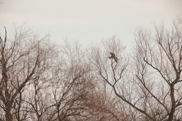 High above the ground, a majestic hawk sits gracefully on a bare branch among leafless trees. The tranquil dusk sky creates a serene atmosphere, highlighting the beauty of nature