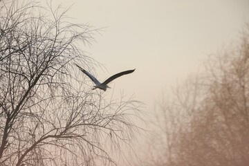 A beautiful bird takes flight amidst delicate branches, silhouetted against a soft, hazy sky at dawn. The tranquility of the moment captures the serenity of nature's early hours