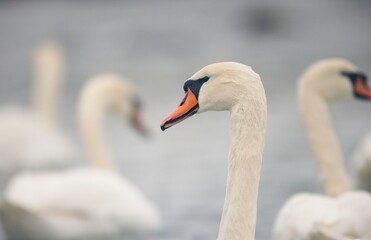 Beside a tranquil lake at dawn, majestic swans congregate, their elegant necks arched and feathers...
