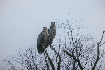 Perched atop a gnarled tree, two eagles survey their surroundings as the soft light of dawn breaks through a blanket of clouds. Their vigilant stance hints at a shared bond in this quiet moment