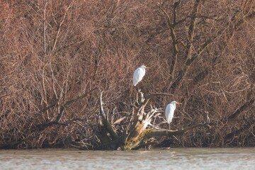 Two graceful herons stand atop a gnarled tree, their reflections gently rippling in the calm waters...