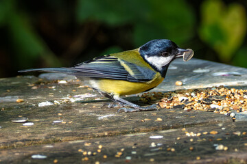 Great Tit (Parus major), Common in Europe and Asia, Photographed in Father Collins Park, Dublin