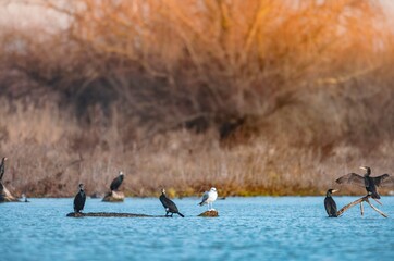 A serene gathering of various birds populates the calm waters as the sun sets, casting a warm glow over the peaceful landscape, enriching the beauty of nature