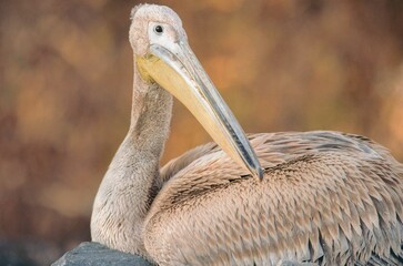 A pelican lounges gracefully on a sun-warmed rock, its feathers glistening in the soft light. The peaceful lake reflects the beauty of nature, creating a calm atmosphere