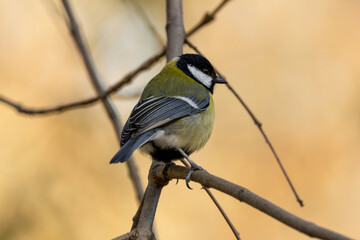 Great Tit (Parus major), Common in Europe and Asia, Photographed in Father Collins Park, Dublin