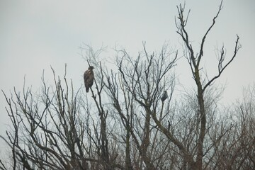 A solitary eagle rests majestically atop a bare tree, its keen gaze scanning the quiet landscape below. The overcast sky casts a serene ambiance, highlighting the wilderness' beauty