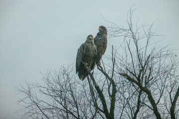 Two formidable eagles sit gracefully on a tree's bare branches, surrounded by a muted sky as dusk settles over their natural habitat, showcasing their grandeur and tranquility
