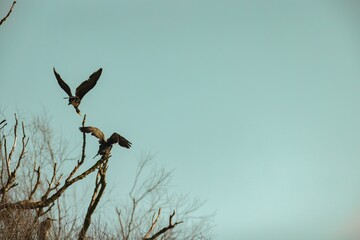 In a stunning display of avian grace, two hawks engage in a territorial confrontation high above barren branches, set against a bright blue sky. Their wings spread wide, showcasing elegance