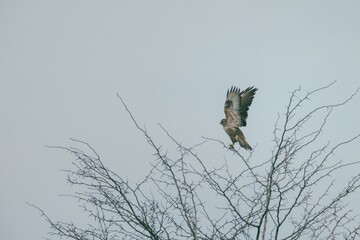 In the soft light of early morning, a hawk spreads its wings wide as it launches from a stark, leafless tree, ready to soar into the vast sky, embodying freedom and grace