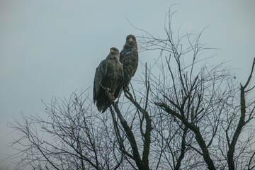 Two magnificent eagles sit gracefully atop a bare tree branch, overlooking their domain on a misty morning. Their keen eyes scan the surroundings for movement and opportunity