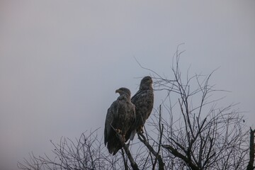 Two magnificent eagles stand gracefully on bare branches amidst a hazy dawn. Their keen gaze surveys the tranquil surroundings, embodying the spirit of freedom and wilderness
