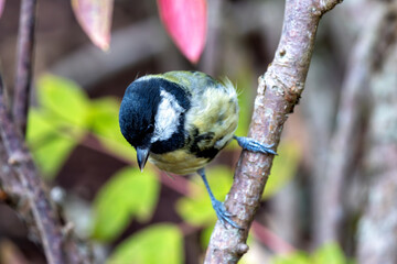 Great Tit (Parus major), Common in Europe and Asia, Photographed in Father Collins Park, Dublin