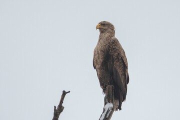A magnificent eagle stands proudly on a bare branch, its sharp gaze fixed on the snowy landscape below. The winter weather enhances the serenity of the rustic surroundings