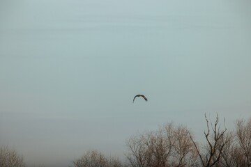 A magnificent bird gracefully glides through the calm twilight sky, with branches of bare trees framing the peaceful landscape below, creating a sense of freedom and tranquility