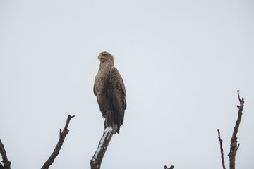 A magnificent eagle stands proudly on a barren tree branch, surrounded by the soft hues of a cloudy...