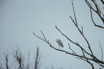 A solitary heron stands gracefully on a thin branch, silhouetted against a softly illuminated gray sky during dusk. The serene atmosphere reflects the calm of nature