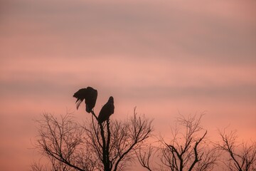 Two majestic birds sit proudly on bare branches as the sky transforms into a canvas of pastel pink and orange during sunset. The tranquil evening evokes a sense of calm and wonder