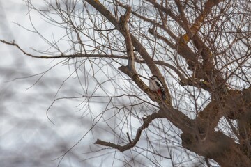 A vibrant woodpecker explores the rough bark of a leafless tree against a soft, cloudy winter sky. Its colorful feathers contrast with the muted background, showcasing nature's beauty