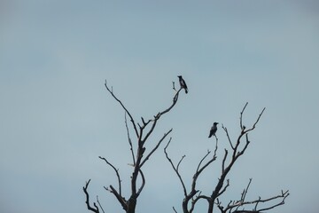 A pair of birds sits quietly on the skeletal branches of a dead tree. The muted sky adds tranquility to this moment, capturing nature's stillness during twilight