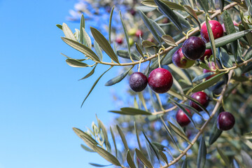 Close up of branch of olive tree with berries on it.
