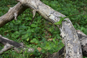 A  curious common green forest lizard watching surrounding while sits on top of a fallen trunk