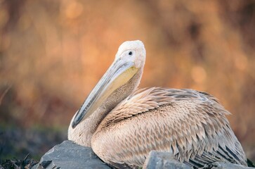 A majestic pelican rests on sunlit rocks, showcasing its exquisite plumage and elongated bill. The warm hues of sunset create a serene backdrop, emphasizing nature's beauty