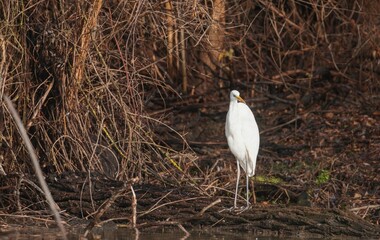 In the serene twilight, a magnificent white heron keeps watch among twisted branches along the...