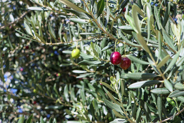 Fototapeta premium Close up of branch of olive tree with berries on it.