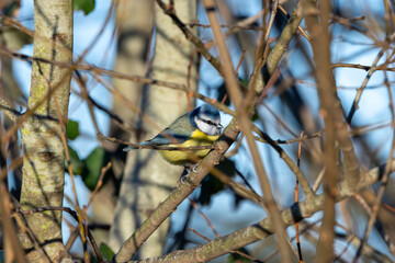 Blue Tit (Cyanistes caeruleus), Common in Europe, Captured in Father Collins Park, Dublin