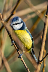 Obraz premium Blue Tit (Cyanistes caeruleus), Common in Europe, Captured in Father Collins Park, Dublin