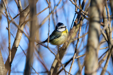 Naklejka premium Blue Tit (Cyanistes caeruleus), Common in Europe, Captured in Father Collins Park, Dublin