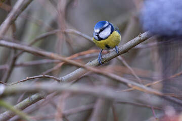 Blue Tit (Cyanistes caeruleus), Common in Europe, Captured in Father Collins Park, Dublin