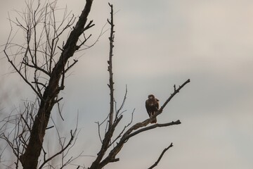A stunning bird sits gracefully on a leafless branch, its feathers ruffled by the gentle breeze,...