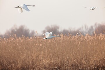 Swans glide effortlessly through the chilled air, their majestic wings outstretched against a...