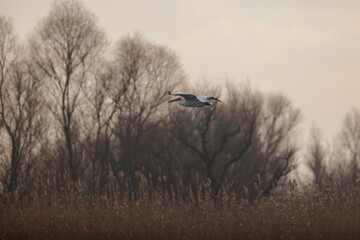 A heron soars effortlessly above tranquil wetlands during the serene hours of dawn, its wings spread wide against a backdrop of softly-lit trees, suggesting a peaceful morning ambiance