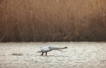 A lone swan takes to the water, creating ripples as it gracefully glides near golden reeds. The soft light of dusk adds a serene ambiance to the tranquil setting