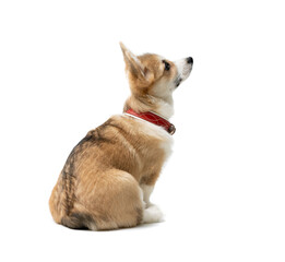 happy Welsh Corgi Pembroke Puppy Sitting, isolated on white