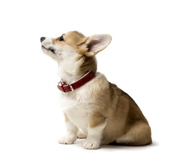 happy Welsh Corgi Pembroke Puppy Sitting, isolated on white