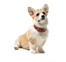 happy Welsh Corgi Pembroke Puppy Sitting, isolated on white