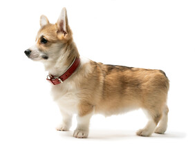happy Welsh Corgi Pembroke Puppy Sitting, isolated on white
