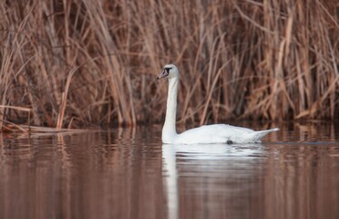 A graceful swan moves silently through calm water reflecting shades of orange and pink from the sunset, while tall reeds sway gently in the background. Nature's tranquility prevails