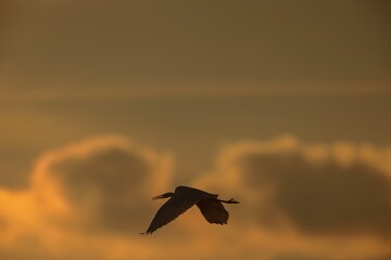 A graceful bird soars gracefully against a backdrop of vibrant golden clouds during sunset. The tranquil atmosphere captures the essence of nature’s beauty in this serene moment